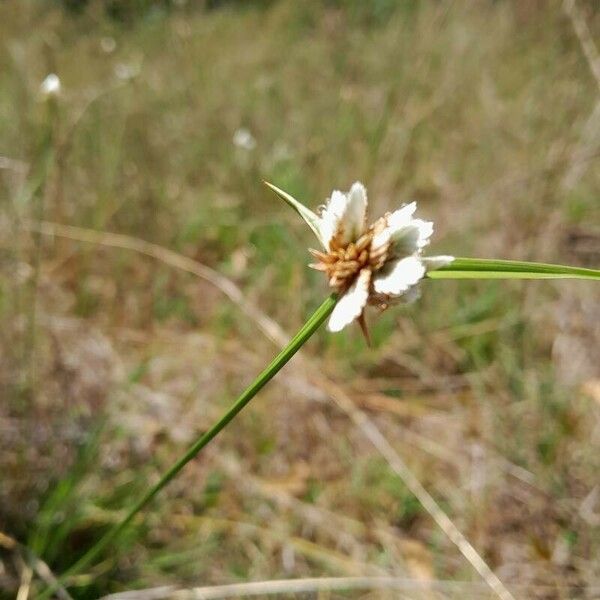 Cyperus niveus Blomma