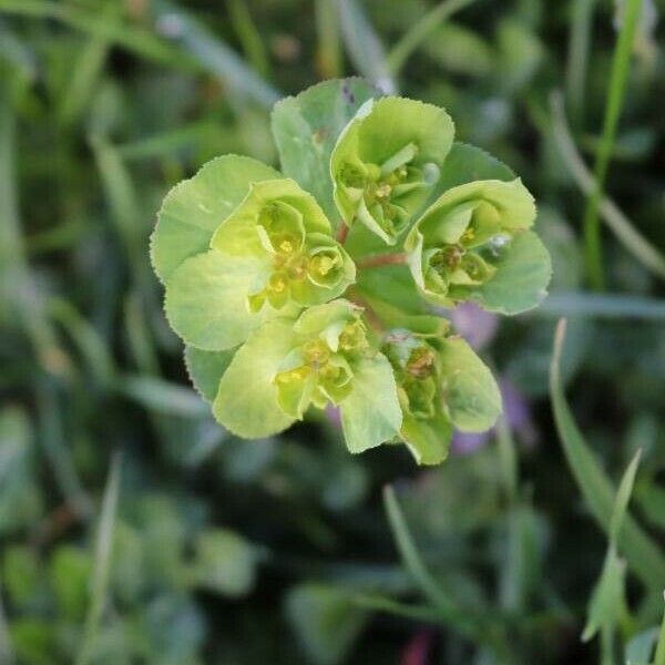 Euphorbia helioscopia फूल