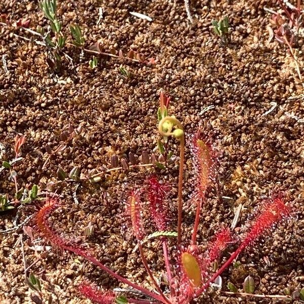 Drosera anglica Flor