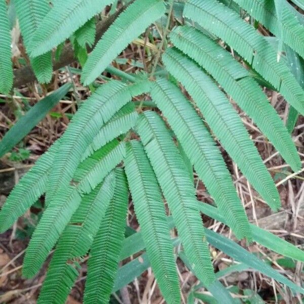 Calliandra houstoniana Feuille