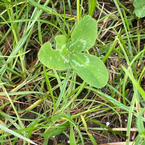 Trifolium repens Folla