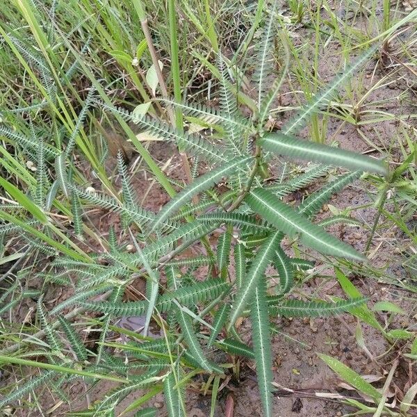 Aeschynomene indica Лист