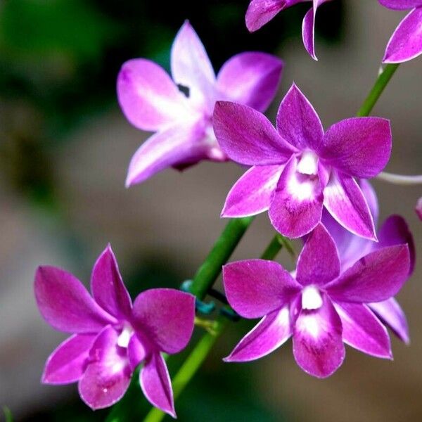 Dendrobium bigibbum Cvet