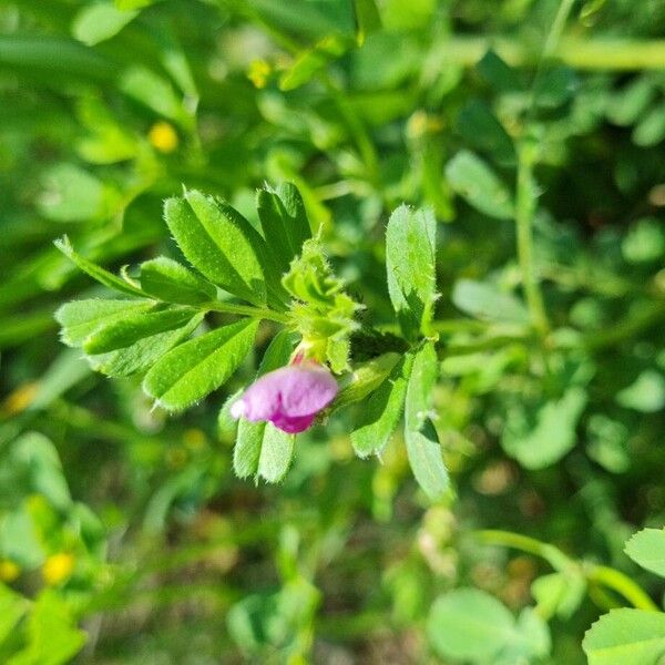 Vicia lathyroides Blüte