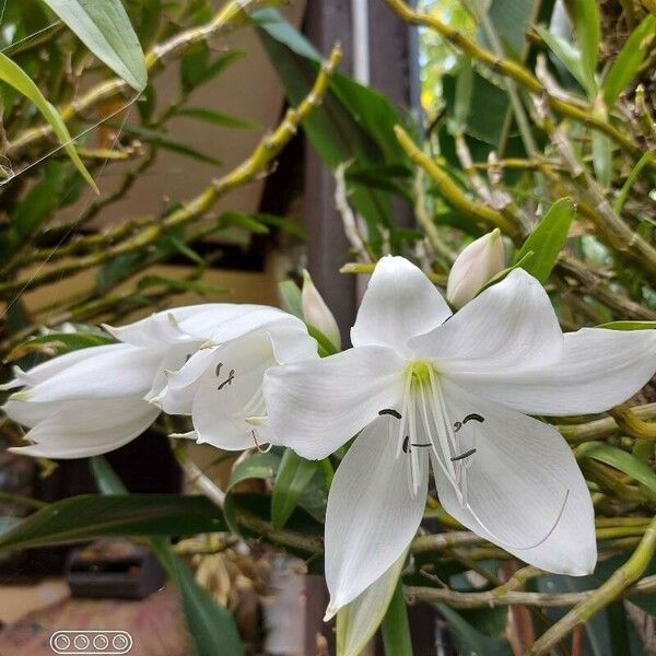 Crinum jagus Çiçek