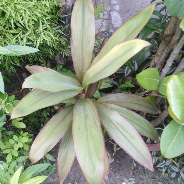 Cordyline fruticosa पत्ता