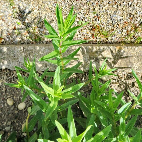 Scutellaria baicalensis Habit