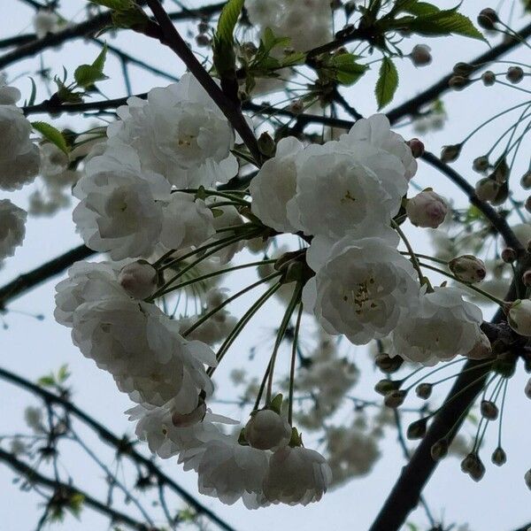 Prunus cerasus Flor