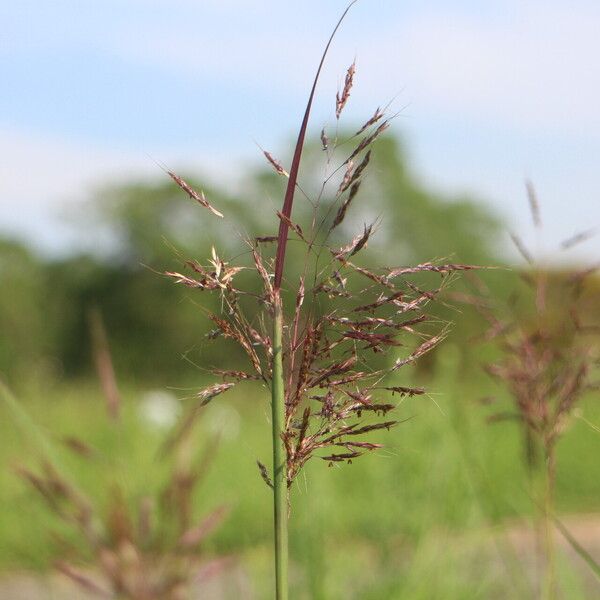 Capillipedium spicigerum Kvet