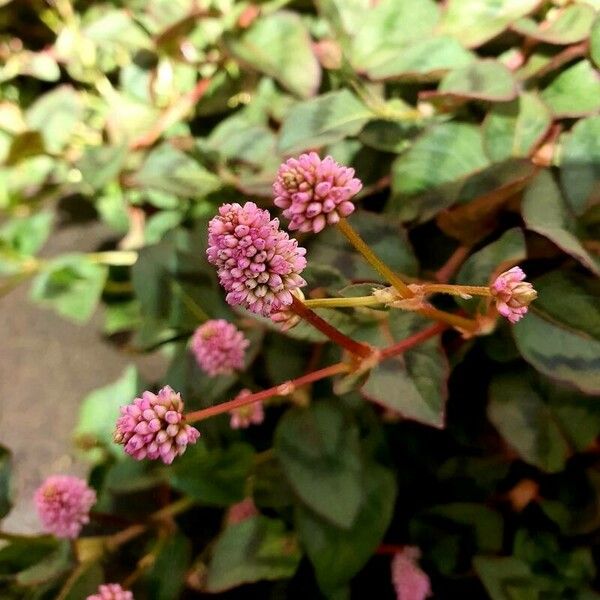 Persicaria capitata Кветка