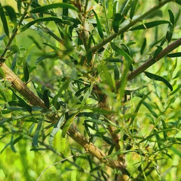 Acacia paradoxa পাতা