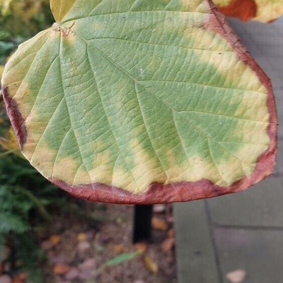 Corylopsis spicata Blad