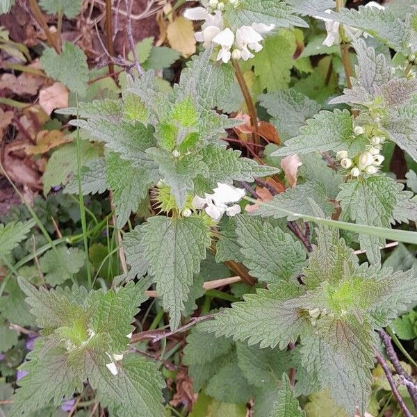 Lamium album Hábito