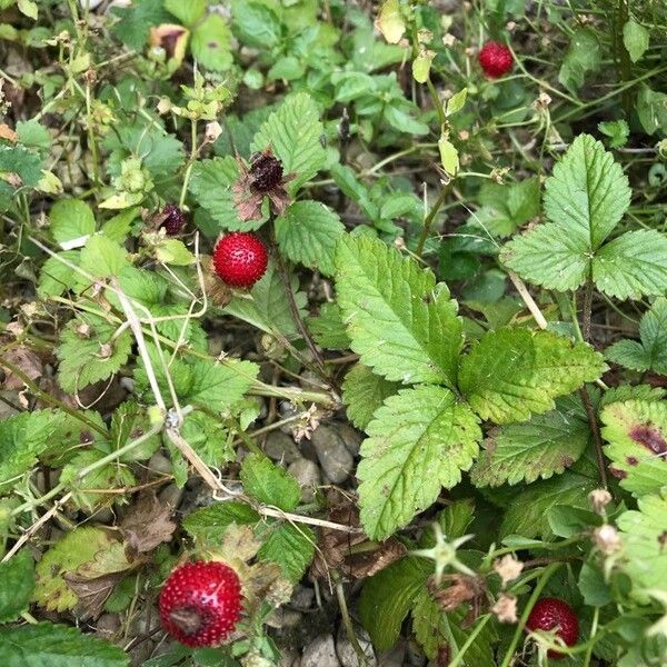 Potentilla indica Fruchs