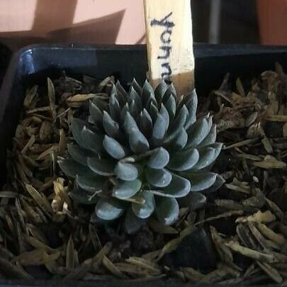 Sinocrassula yunnanensis 叶