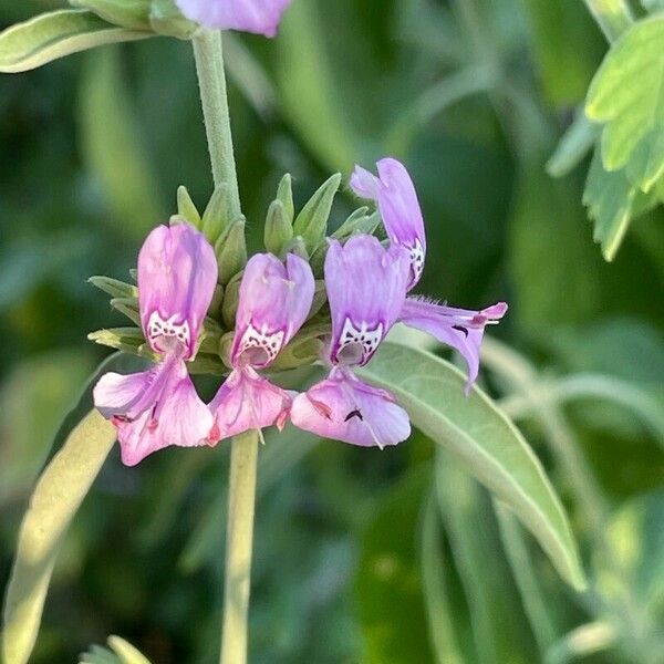 Hypoestes aristata Blomma