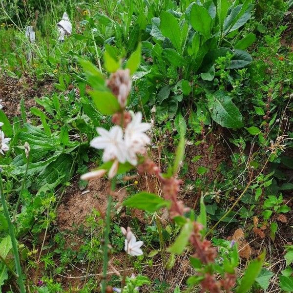 Asphodelus fistulosus Flor