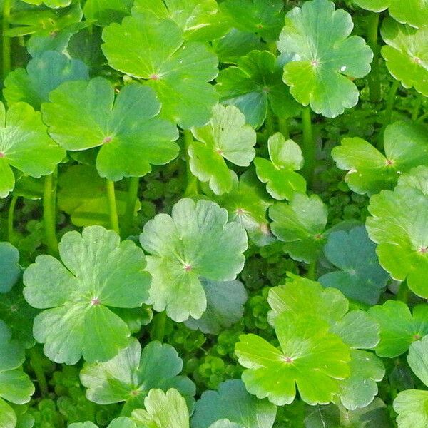 Hydrocotyle ranunculoides برگ