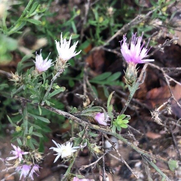 Centaurea diffusa 花