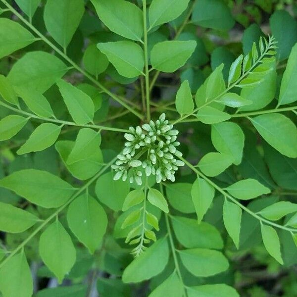 Murraya koenigii Leaf