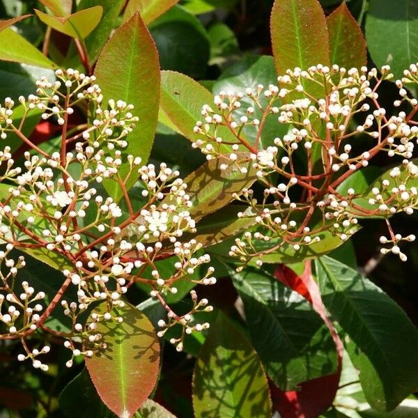 Photinia serrulata Flor