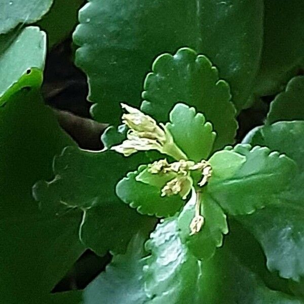 Kalanchoe densiflora Kwiat