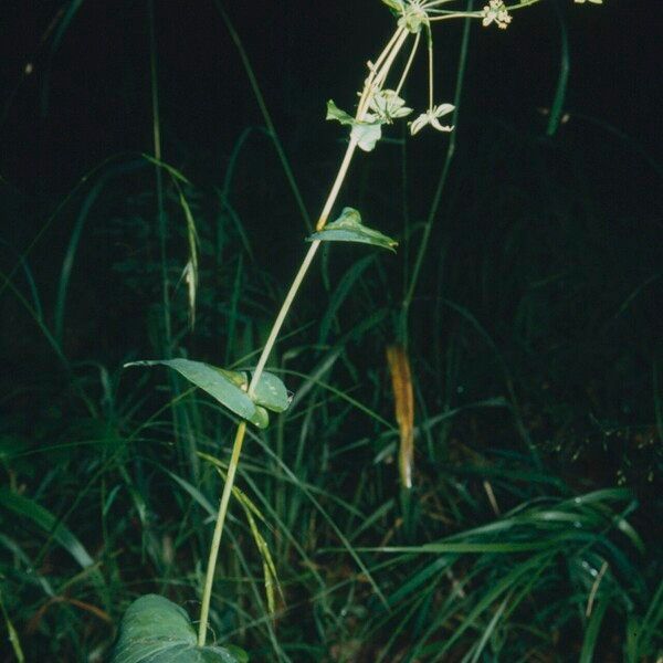 Bupleurum longifolium Flower