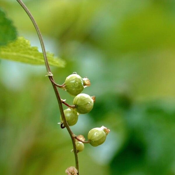 Ribes rubrum Costuma