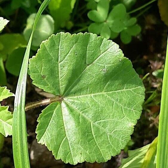 Malva pusilla Leaf