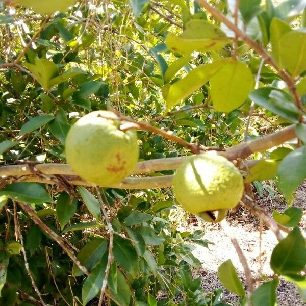 Psidium guajava Fruit