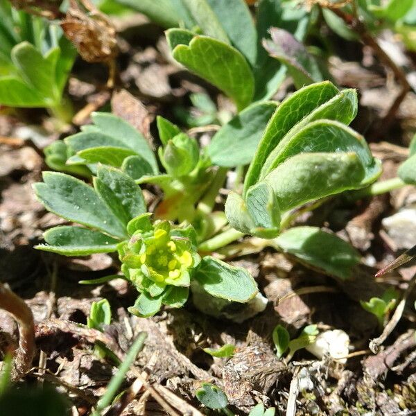 Sibbaldia procumbens Lorea