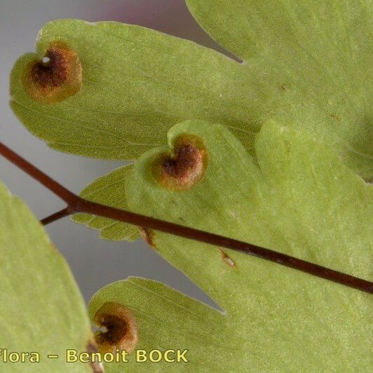 Adiantum raddianum Leaf