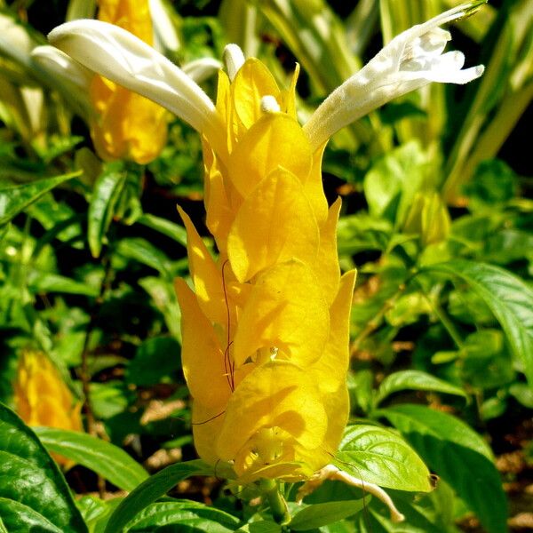 Pachystachys lutea Flower