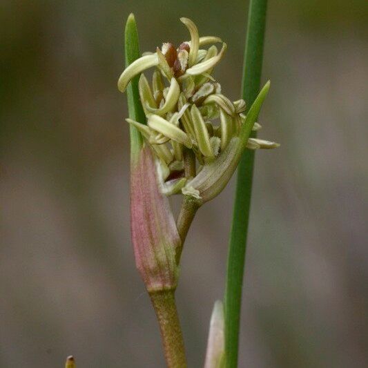 Scheuchzeria palustris Fruit