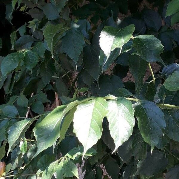 Campsis radicans Blatt