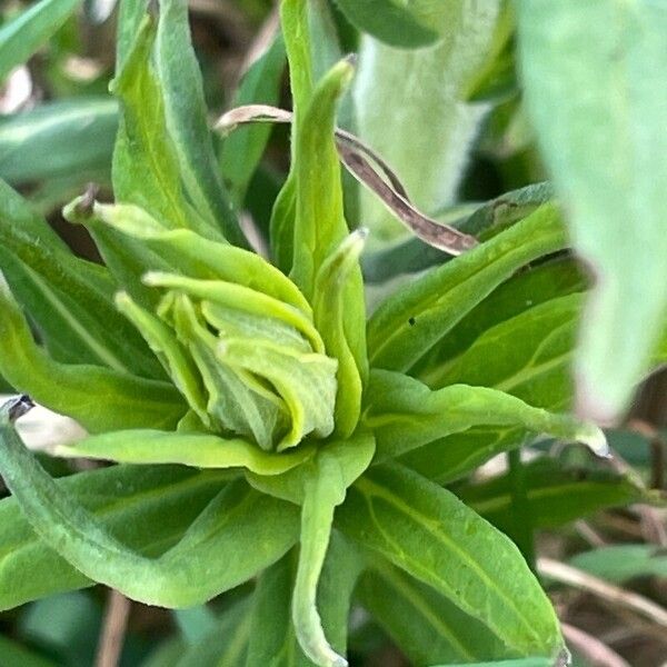 Lithospermum officinale Leaf