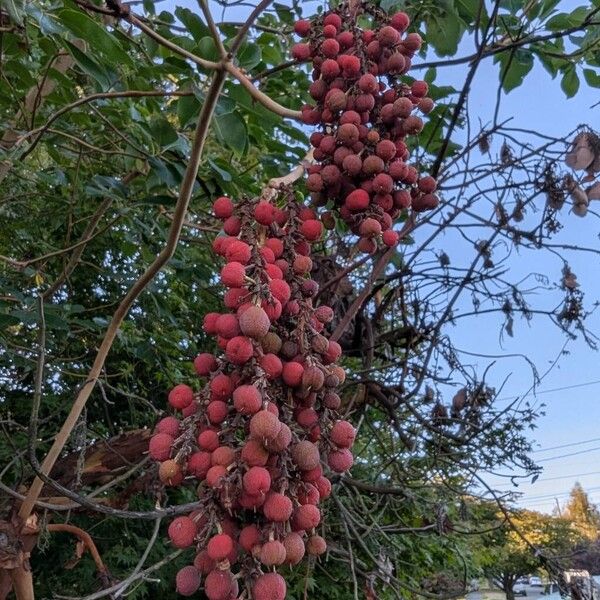 Arbutus menziesii Meyve