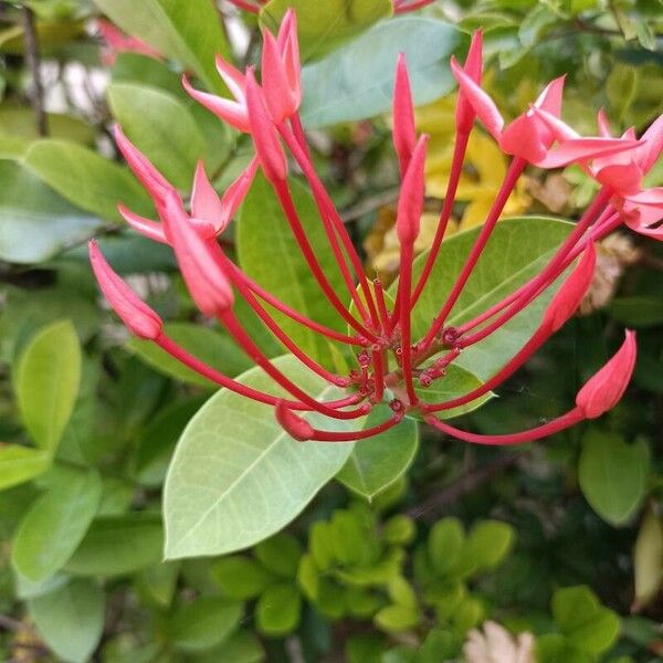 Ixora coccinea Flor