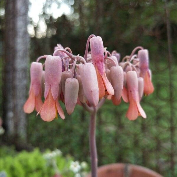 Kalanchoe fedtschenkoi फूल