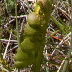 Botrychium lunaria Λουλούδι