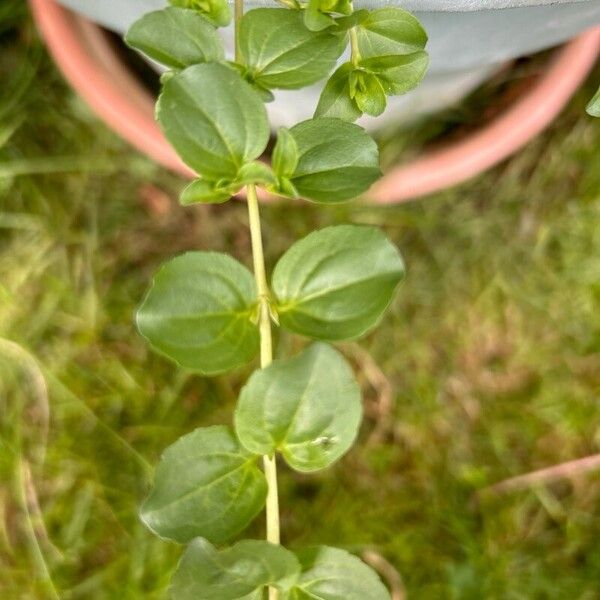 Veronica serpyllifolia Blatt