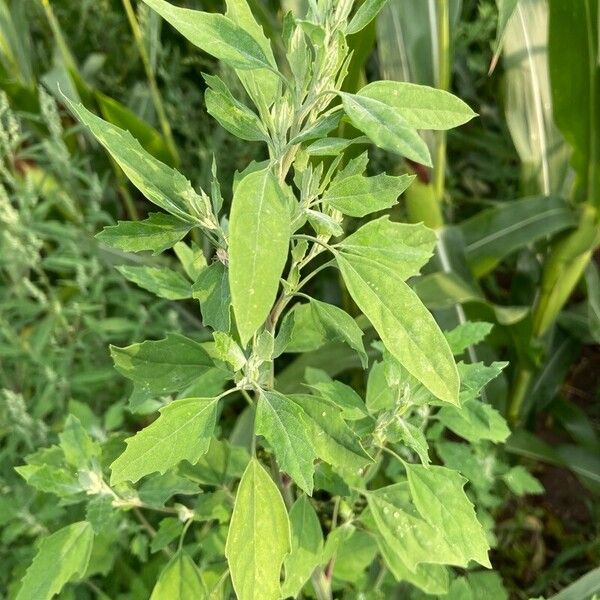 Chenopodium album Folla