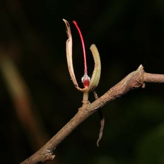 Ryania speciosa Flower