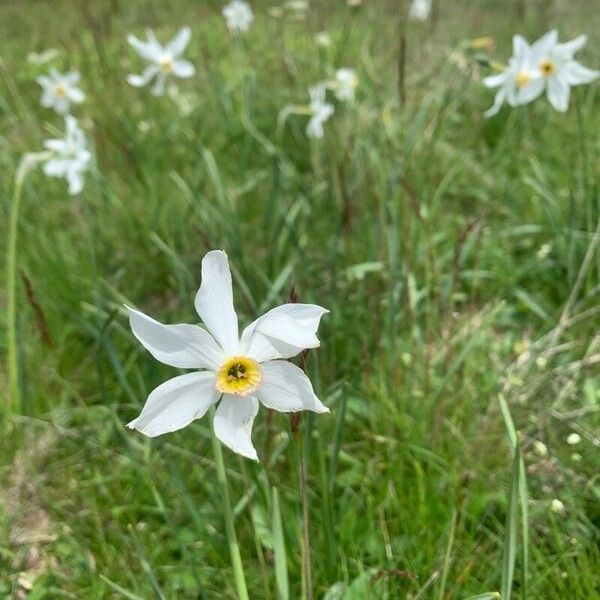 Narcissus poeticus Blomst