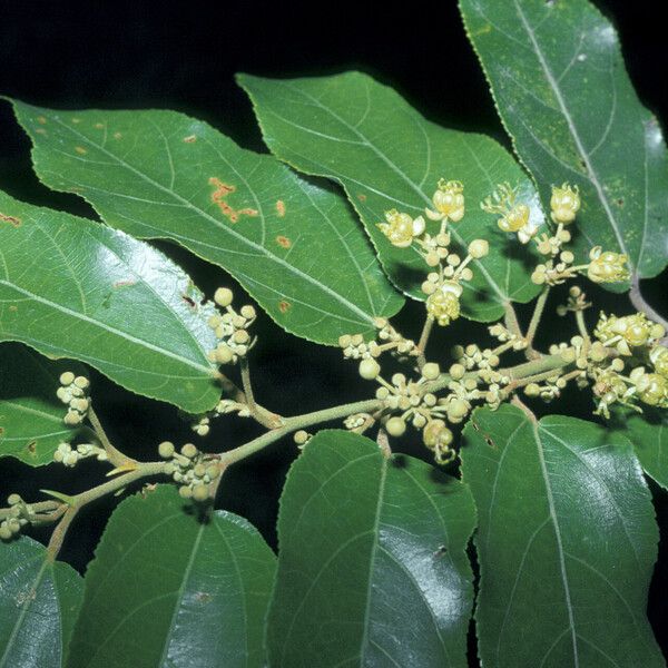 Guazuma ulmifolia Blüte