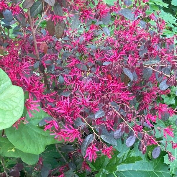 Loropetalum chinense Habitus