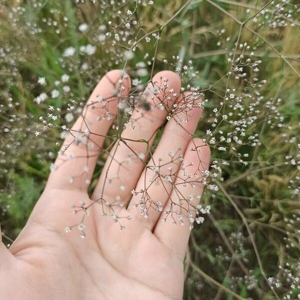 Gypsophila paniculata 整株植物