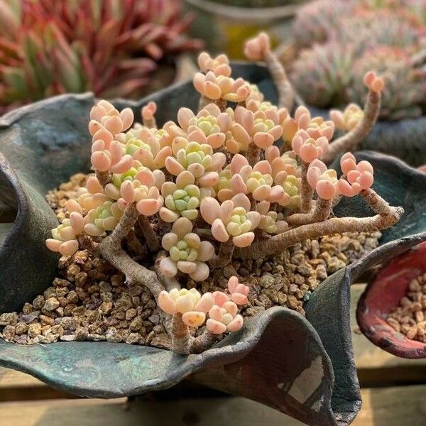 Sedum mendozae List