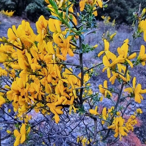 Genista scorpius പുഷ്പം