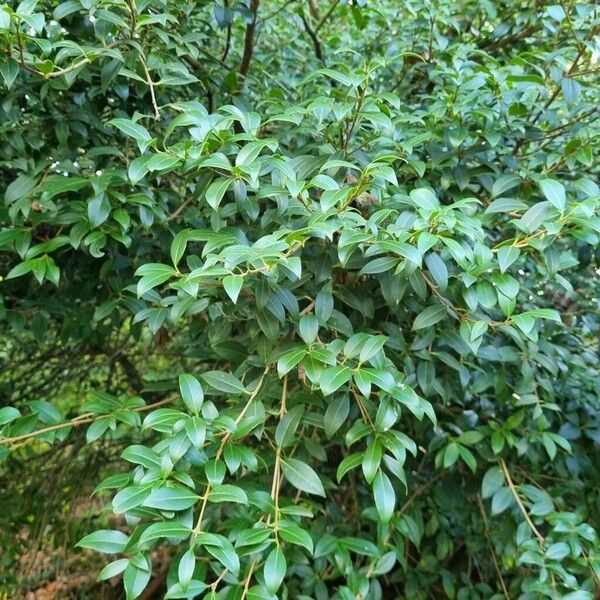 Osmanthus × burkwoodii Συνήθη χαρακτηριστικά